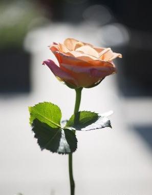 عکس گل تیره برای پروفایل