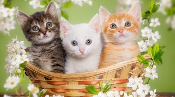 عکس گل در پروفایل نشانه چیست