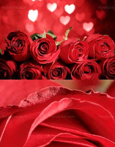 عکس گل قلب پروفایل
