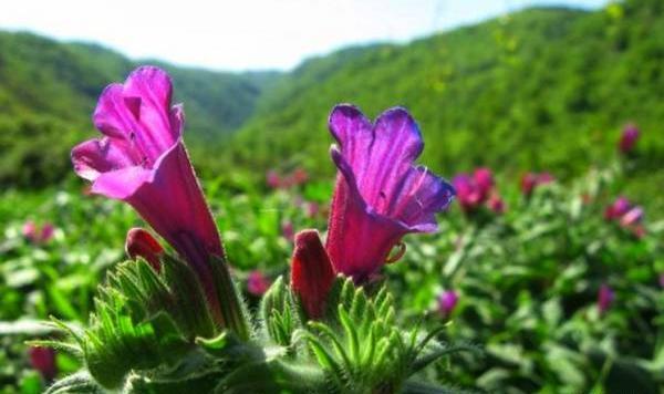 عکس گاو زبان گل