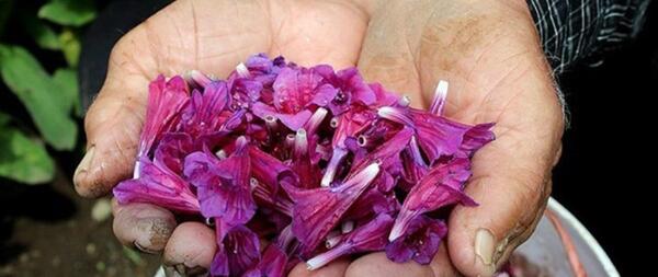 عکس گاو زبان گل