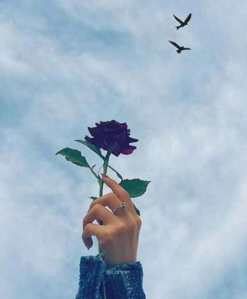 عکس گل برای پروفایل دخترونه