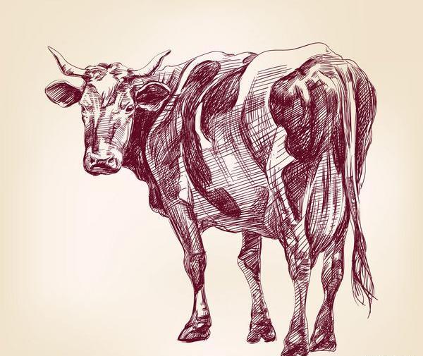 عکس لوگوی گاو
