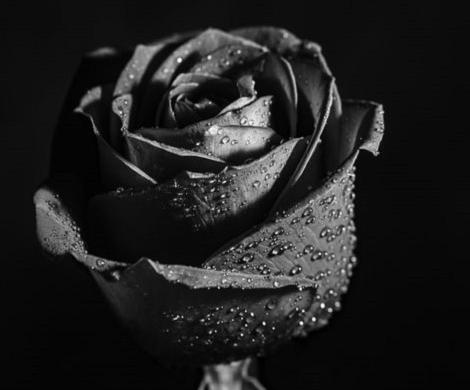 عکس گل زیبا برای پروفایل پسرانه