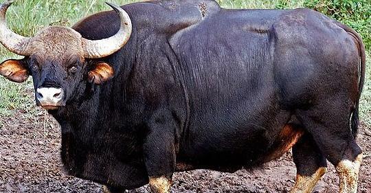 عکس گاو شاخدار