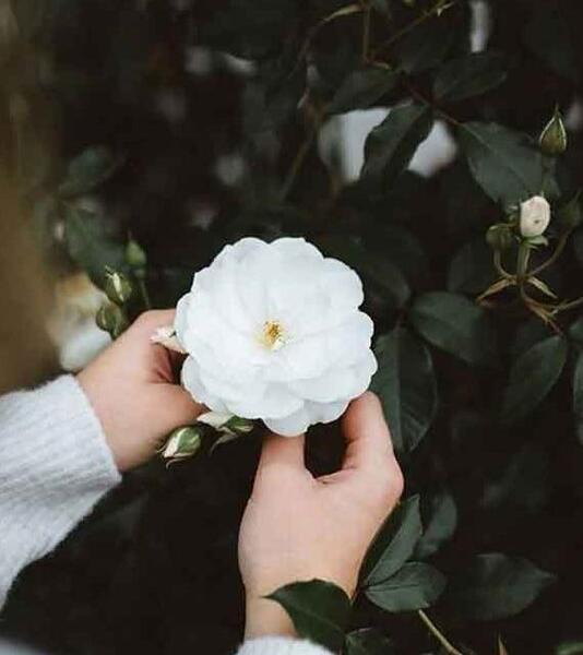 فانتزی عکس دختر با گل برای پروفایل