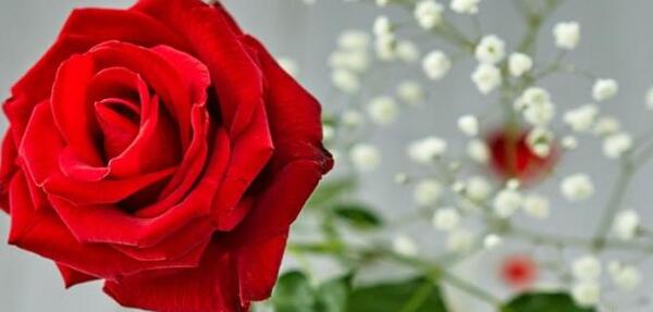 فانتزی عکس دختر با گل برای پروفایل