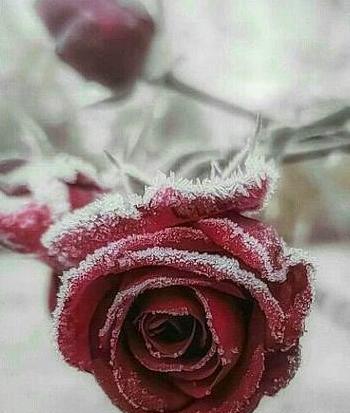 عکس گل برای پروفایل طبیعی
