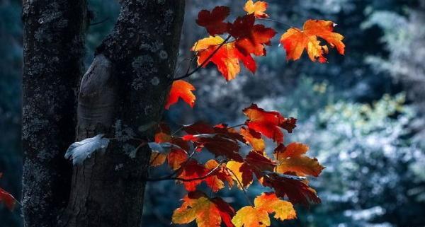 دانلود عکس پروفایل دخترونه پاییزی زیبا