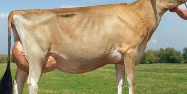 عکس گاو جرزی