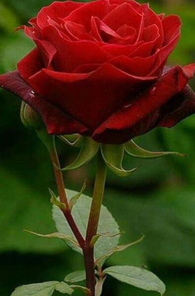 عکس گل سرخ پروفایل
