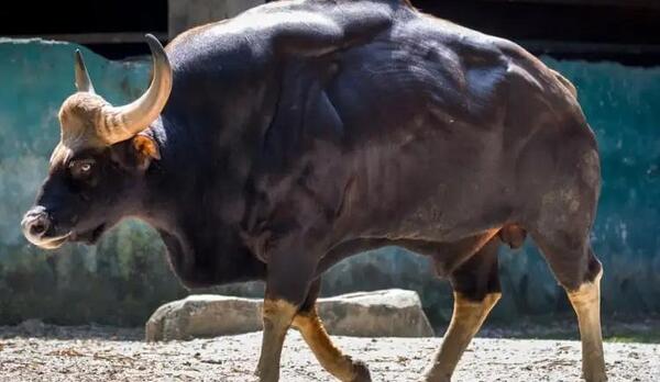 عکس حیوون گاو