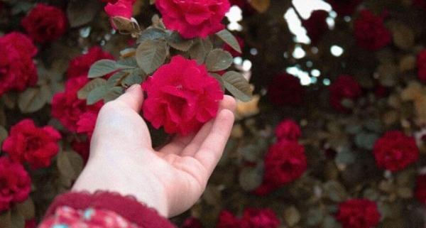عکس گل کوچک برای پروفایل