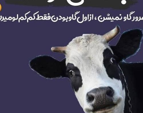 عکس یک گاو شیری