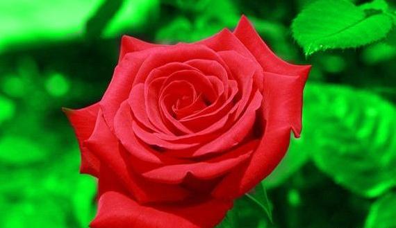 عکس گل برای پروفایل با کیفیت بالا