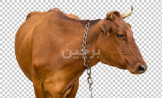 عکس گاو حرفه ای