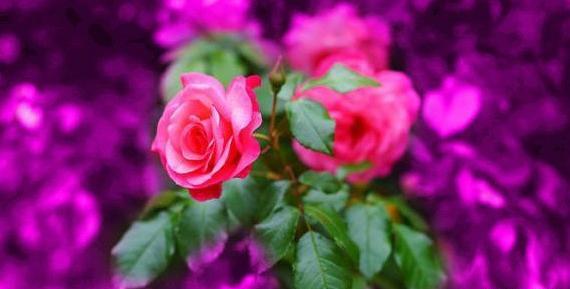 عکس گل زیبا برای پروفایل جدید
