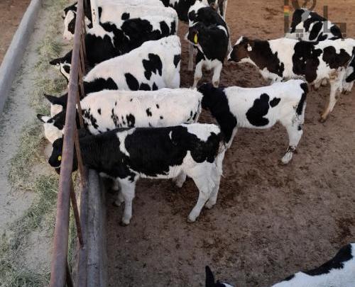 عکس گاو هلشتاین آمریکایی