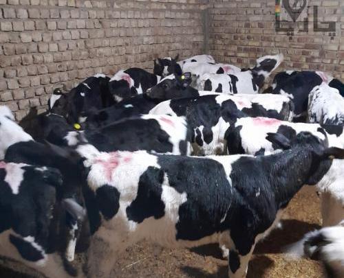 عکس گاو هلشتاین آمریکایی