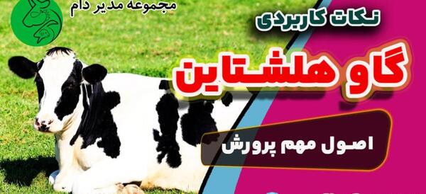 عکس گاو هلشتاین آمریکایی