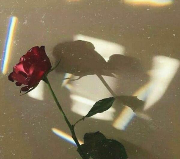 عکس گل برای پروفایل با نوشته