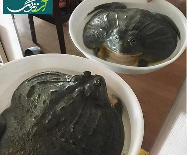 عکس گاوغوک