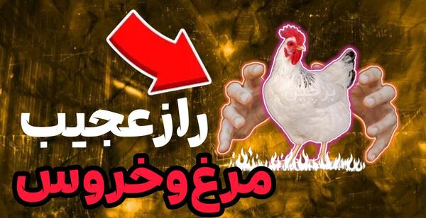 عکس گاوغوک