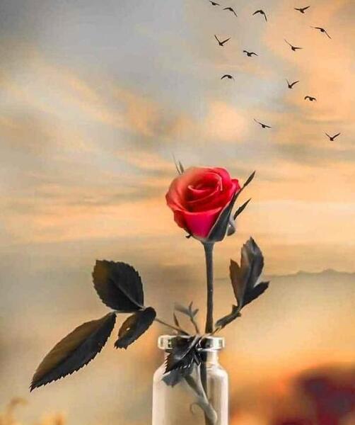 عکس گل زیبا برای پروفایل ایتا