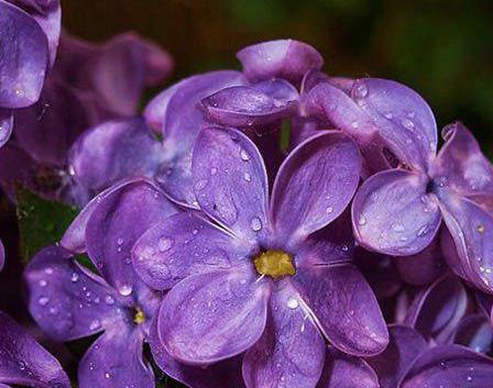 عکس گل زیبا برای پروفایل ایتا
