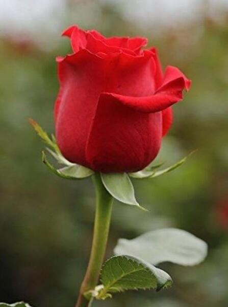 عکس گل زیبا برای پروفایل ایتا