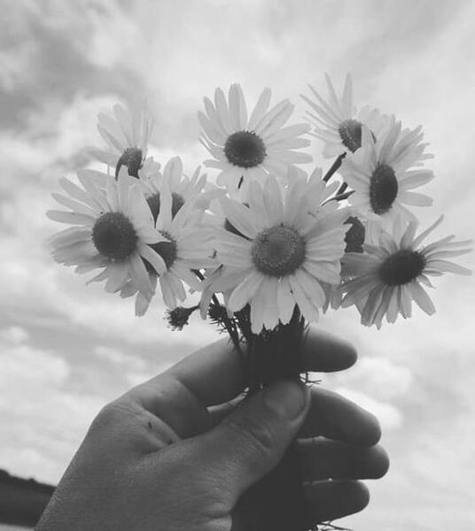 گالری عکس گل برای پروفایل