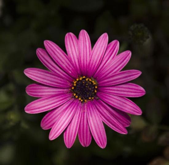 گالری عکس گل برای پروفایل