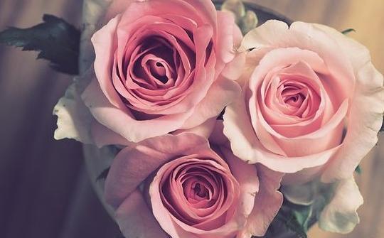 گالری عکس گل برای پروفایل