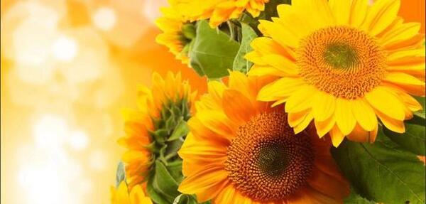 گالری عکس گل برای پروفایل
