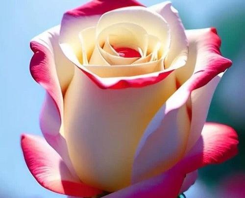 گالری عکس گل برای پروفایل