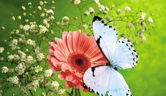 گالری عکس گل برای پروفایل