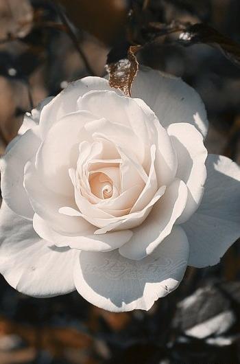 گالری عکس گل برای پروفایل