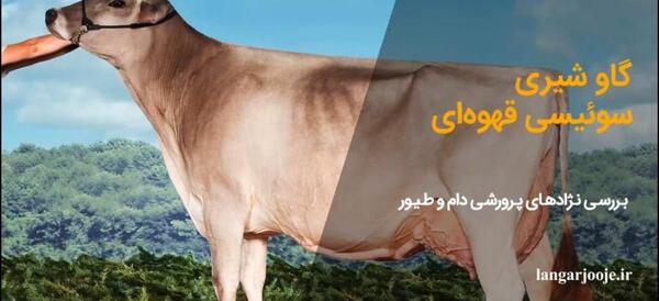 عکس گاو در سوئیس