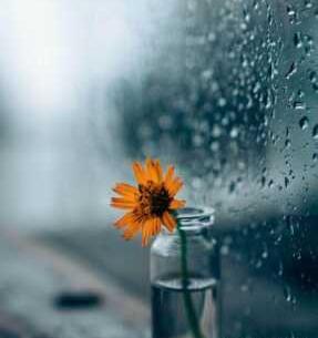 عکس گل برای پروفایل سفید