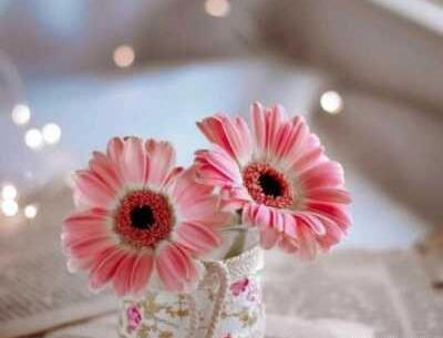 عکس گل برای پروفایل سفید