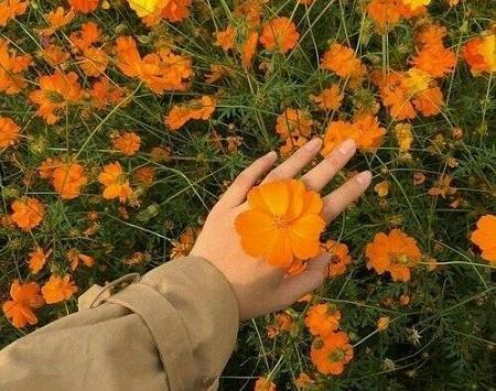 عکس گل نارنجی برای پروفایل