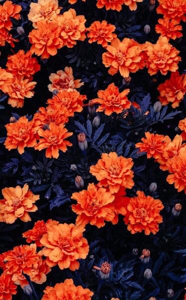 عکس گل نارنجی برای پروفایل