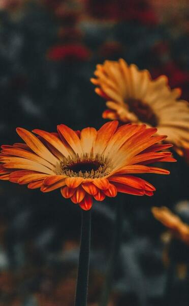 عکس گل نارنجی برای پروفایل