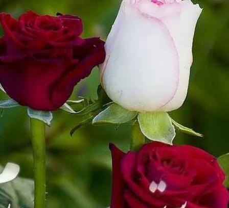 عکس گل در لیوان برای پروفایل