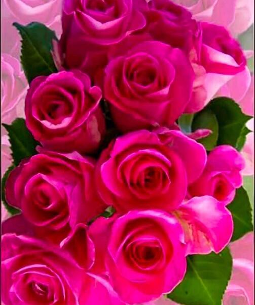 عکس عکس گل برای پروفایل