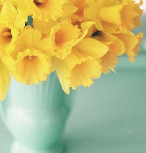 عکس گلدان گل برای پروفایل