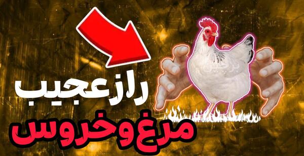 عکس گاو آدم