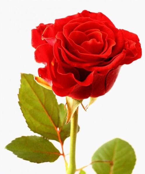 عکس گل های پروفایل