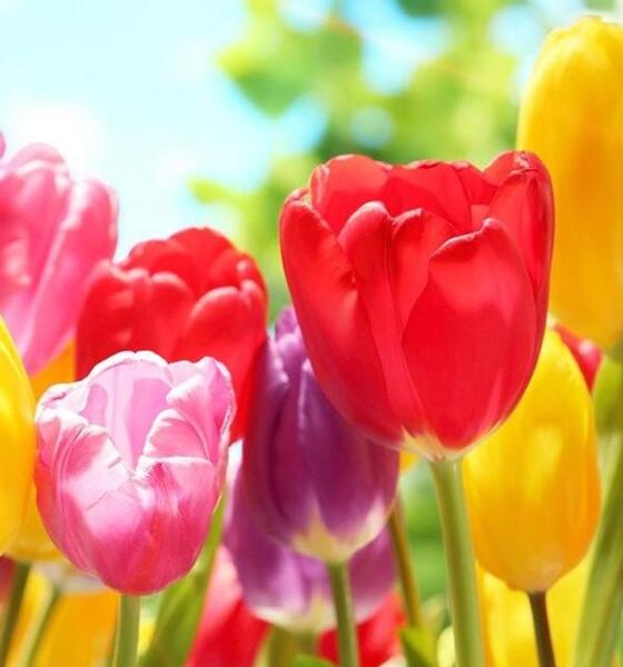 عکس گل های پروفایل