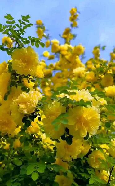 عکس گل های پروفایل